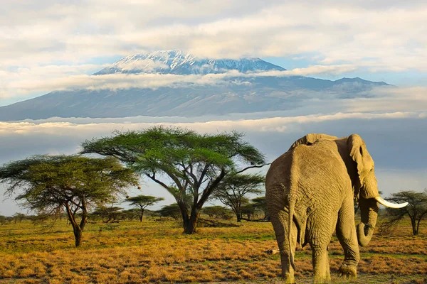 Amboseli day tour from nairobi price