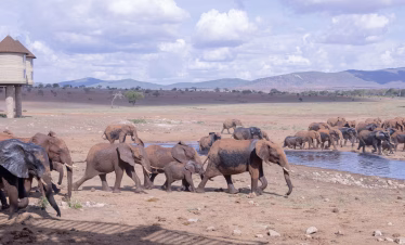 Tsavo East safari from Diani Beach