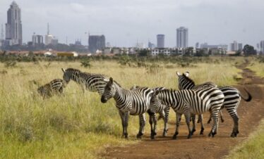 Nairobi day tours and safaris