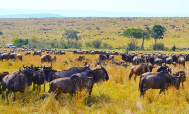 Kenya private safari