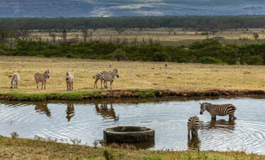 Lake Nakuru and Lake Naivasha day safari from Nairobi