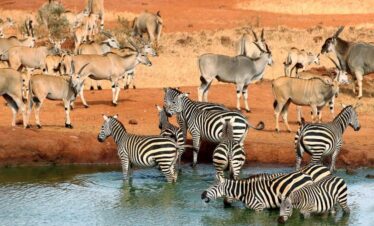 Tsavo East safari