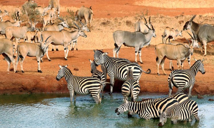 Tsavo East safari