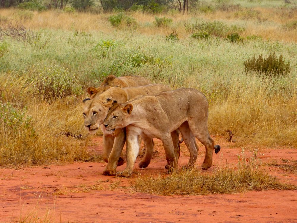 Best time for Kenya safari