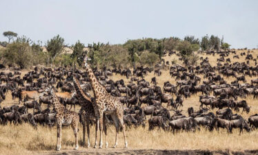 Diani Beach Masai mara Safari packages