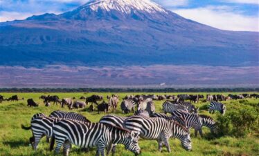 Kenya safari package