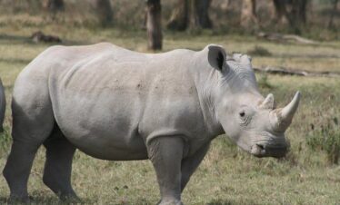 Lake Nakuru game safari