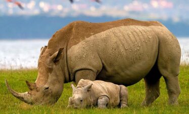 Lake Nakuru National Park day packages