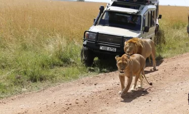Affordable Kenya Safari Packages
