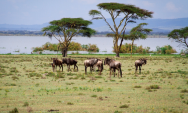 Nairobi day safari to Lake Nakuru and Lake Naivasha