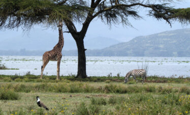 Nairobi Kenya Safari Packages