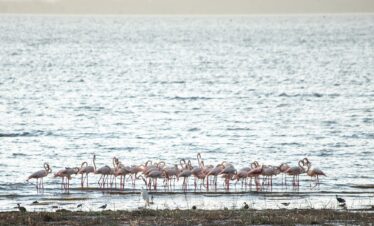 6-day Samburu Lake Nakuru Masai Mara safari