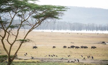Best Kenya safari tour
