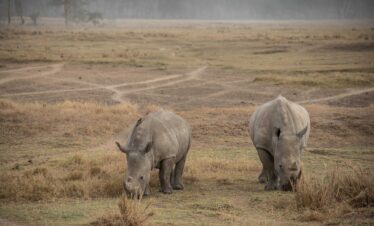 Samburu to Masai Mara safari
