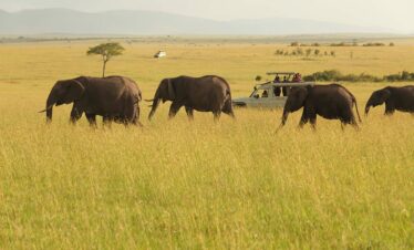 Masai Mara migration safari