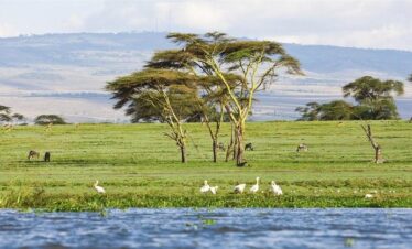 Lake Nakuru day trip from Nairobi