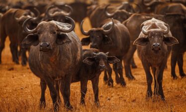 SAFARI EXPERIENCE KENYA