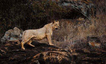 TAITA HILLS WILDLIFE SANCTUARY