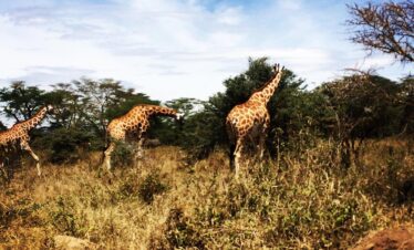 Samburu Lake Nakuru Masai Mara itinerary