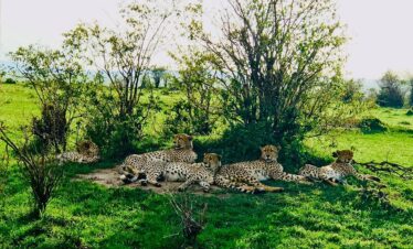 Best time for Samburu Lake Nakuru Masai Mara safari