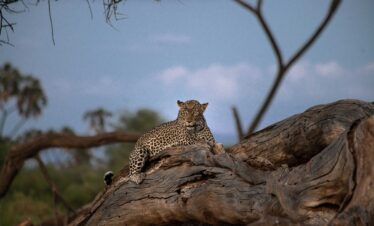 Family-friendly Kenya safari