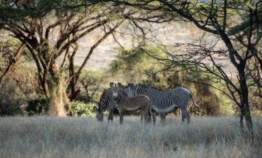 Plan Kenya safari trip