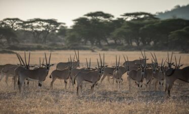 Safari tour package deals