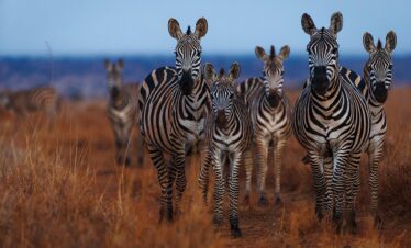 KENYA WILDLIFE TOURS