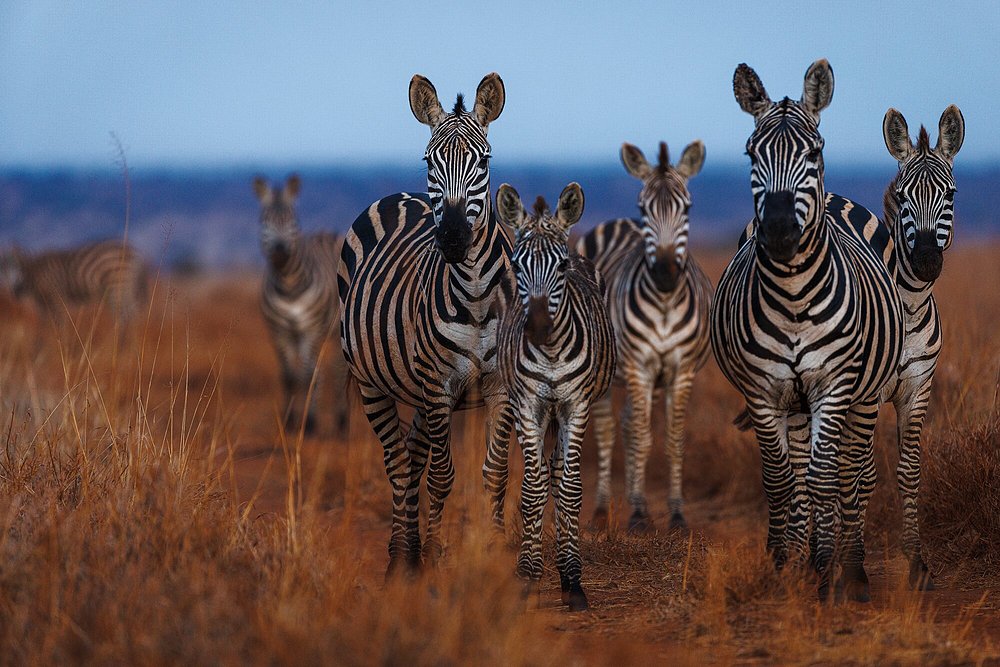 KENYA WILDLIFE TOURS