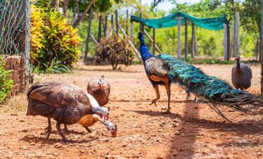 Diani Wildlife park and tours