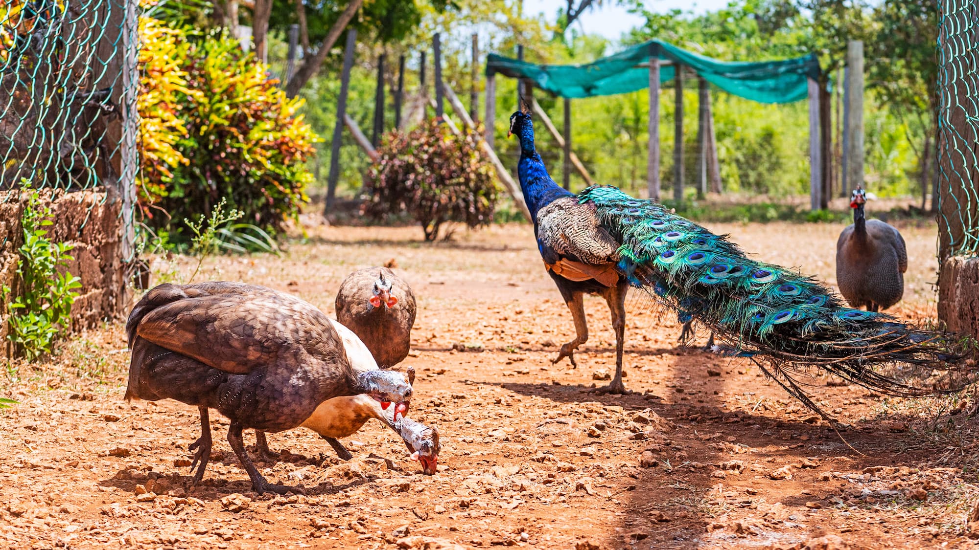 Diani Wildlife park and tours