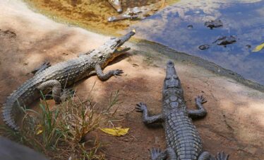 Diani Beach crocodile feeding