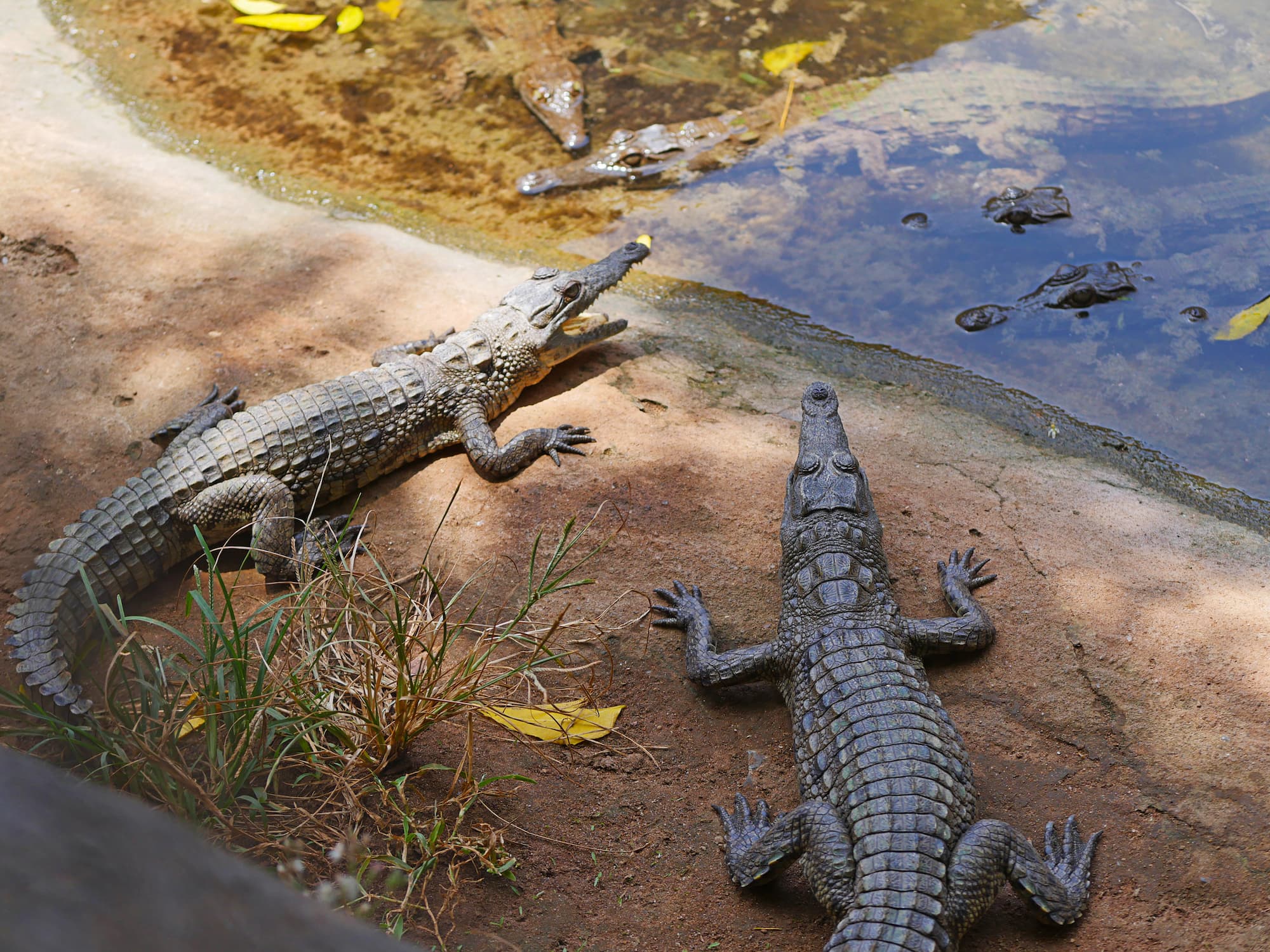Diani Beach crocodile feeding
