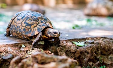 Diani Beach luxury hotels