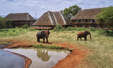 Short safari from Diani Beach