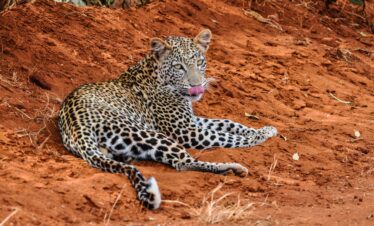 Tsavo East and Ngutuni tour