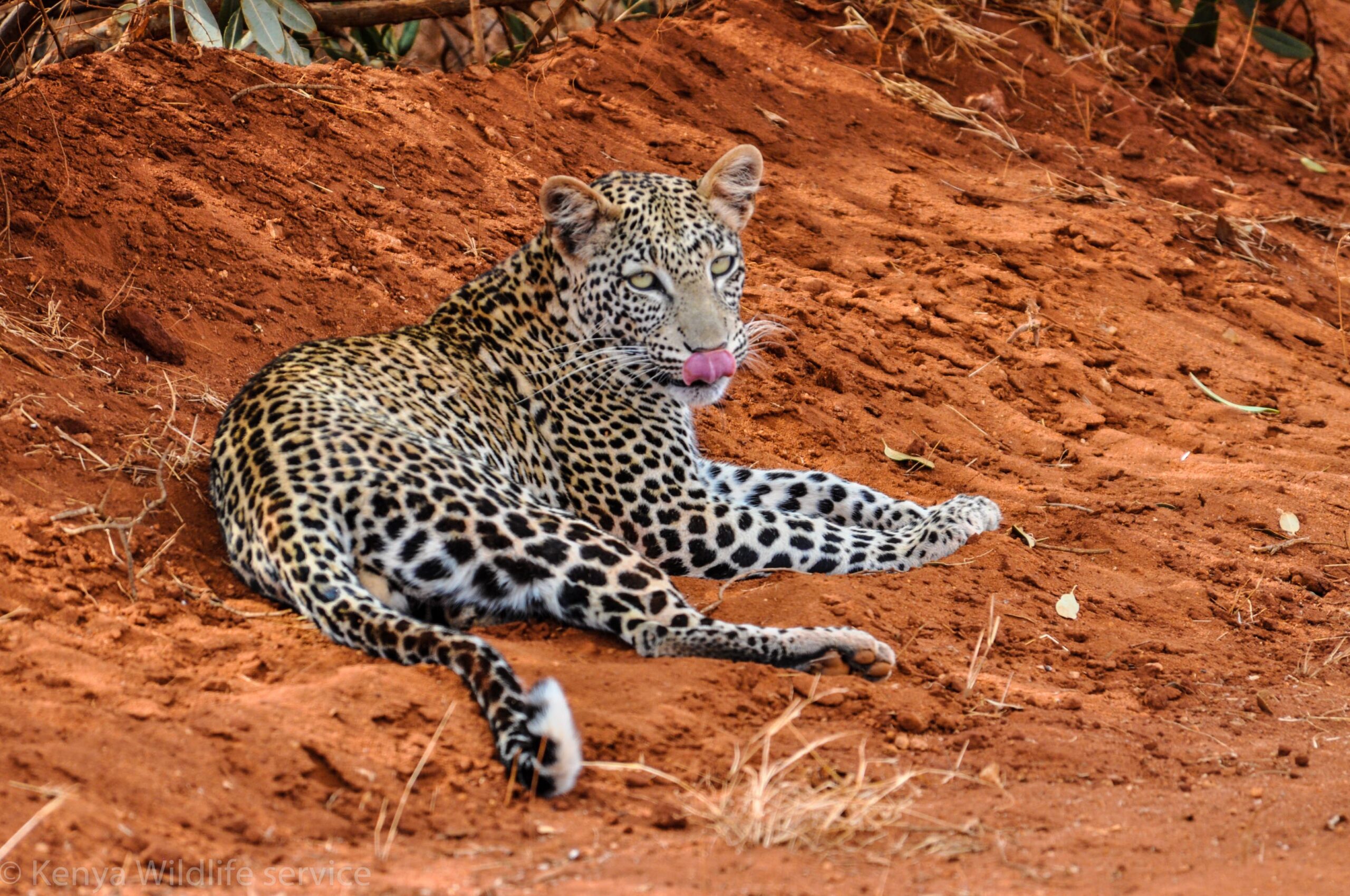 Tsavo East and Ngutuni tour