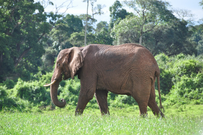 Kenya budget safari packages