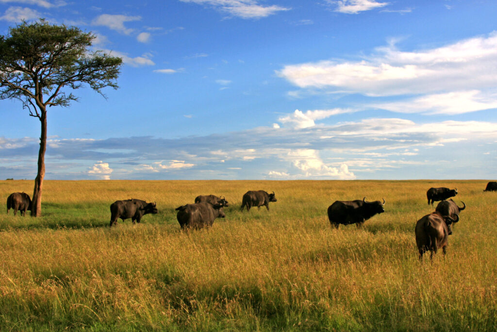 Masai Mara budget Safari packages