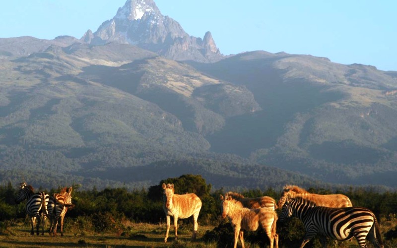 Mount Kenya National Park | Budget Kenya Safari tours