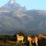 Budget Kenya Safari Packages