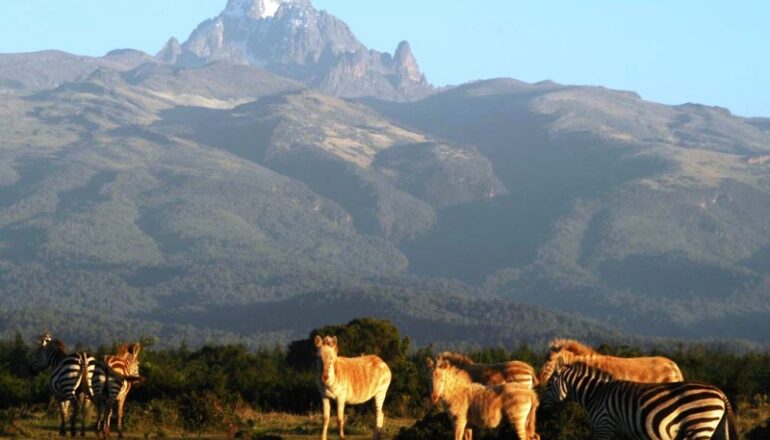Budget Kenya Safari Packages