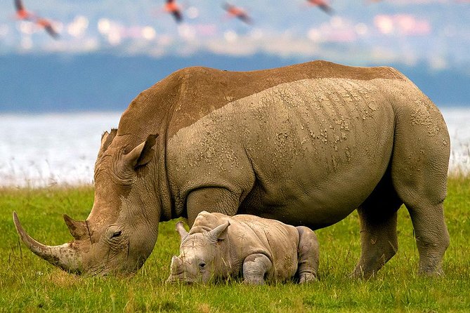 Lake Nakuru budget safaris and tours