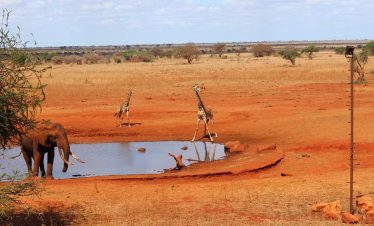 Luxury safari packages Kenya