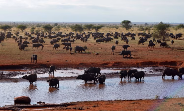 Buffaloes grazing in the grasslands of Ngutuni Wildlife Sanctuary