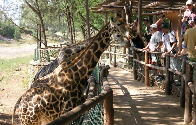 Mombasa City Tour | Haller Park Mombasa