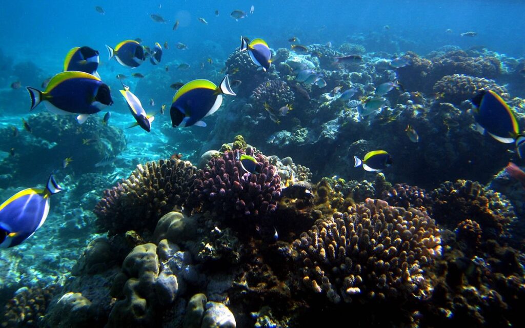 Mombasa Snorkeling tour