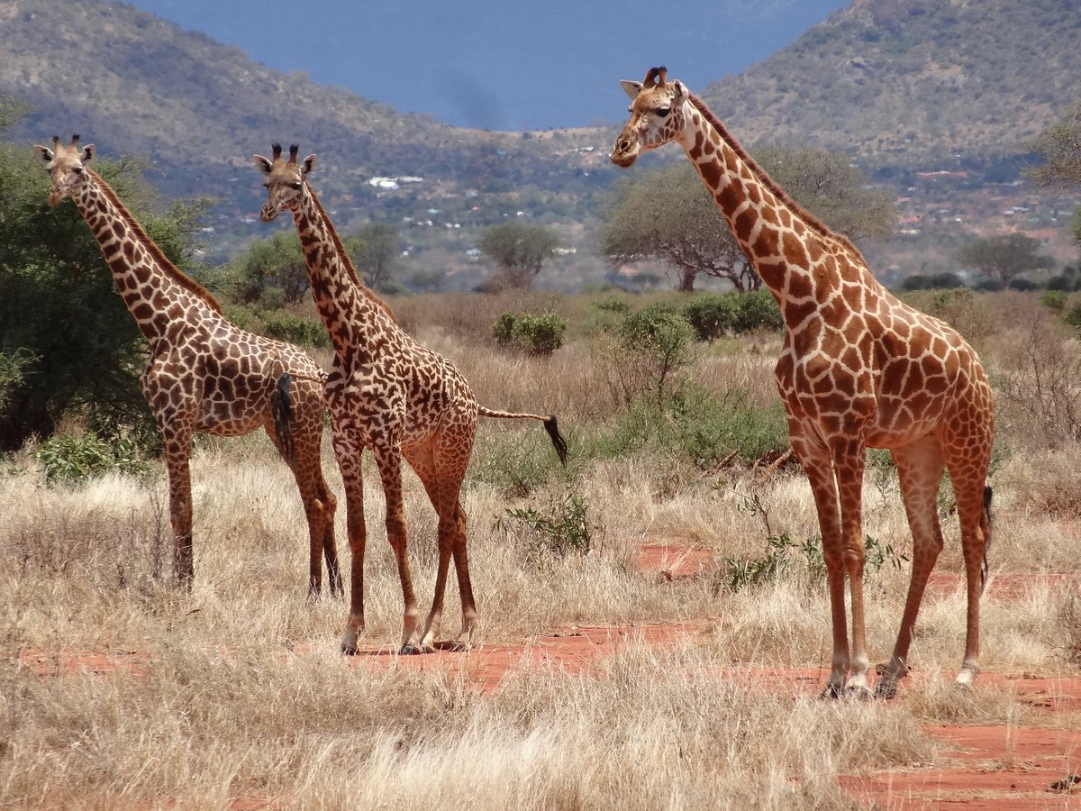 Mombasa ngutuni Sanctuary safari