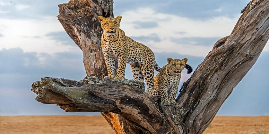 Meru National park | Kenya Budget Safari tours