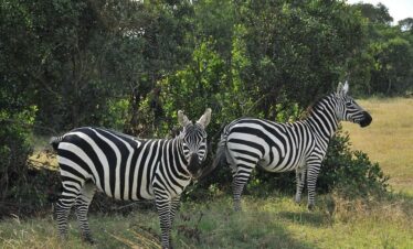 Ol Pejeta Conservancy Safari